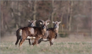 <p>MUFLON (Ovis musimon) ---- /Mouflon - Mufflion/</p>